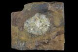 Fossil Winged Walnut (Juglandaceae) Fruit - North Dakota #96801-1